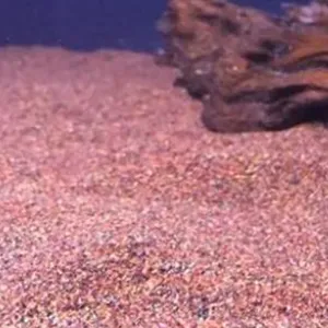 خط تعبئة الحبوب